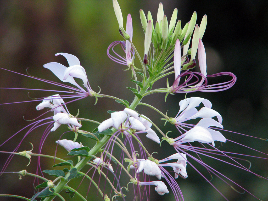 Cleome Hassleriana